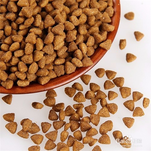 猫咪换食物拉稀怎么办?换猫粮拉稀吃什么