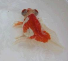 金鱼身子歪了怎么救