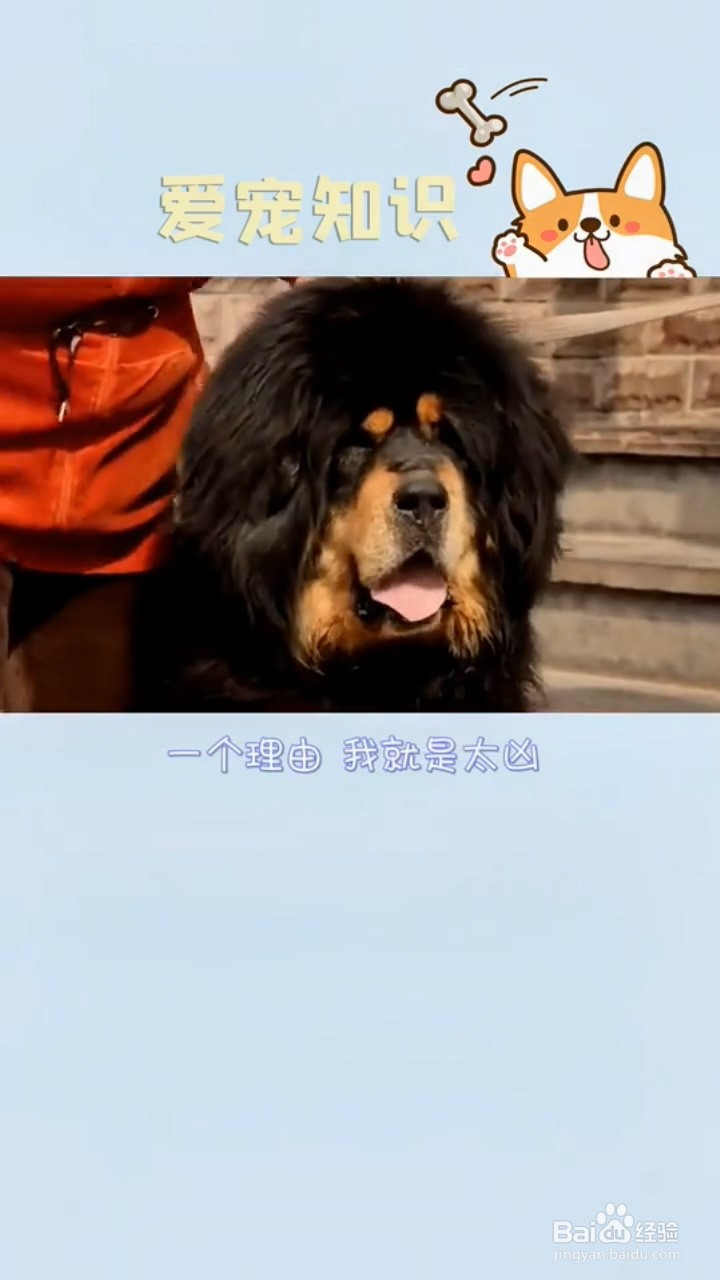 如何判断狗狗不能当警犬？