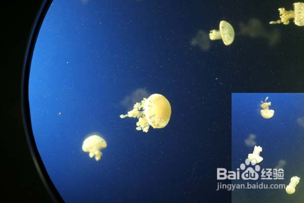 温哥华水族馆:水中舞动的精灵们