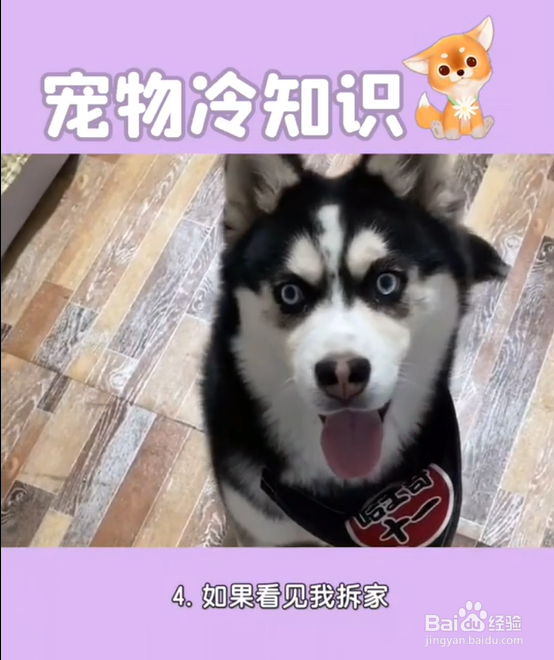 养哈士奇的注意事项