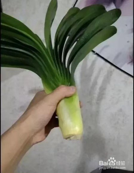 君子兰烂根别慌，切1刀泡一泡，2周长出大白根