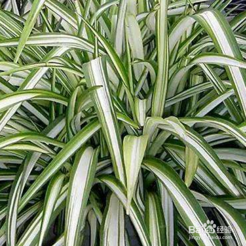 养殖银边吊兰的技巧有哪些？