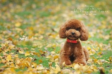 导致狗狗疫苗失败的原因有哪些怎么补救