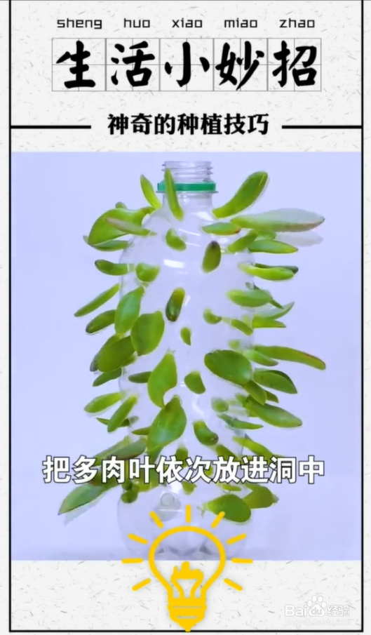 植物种植小技巧