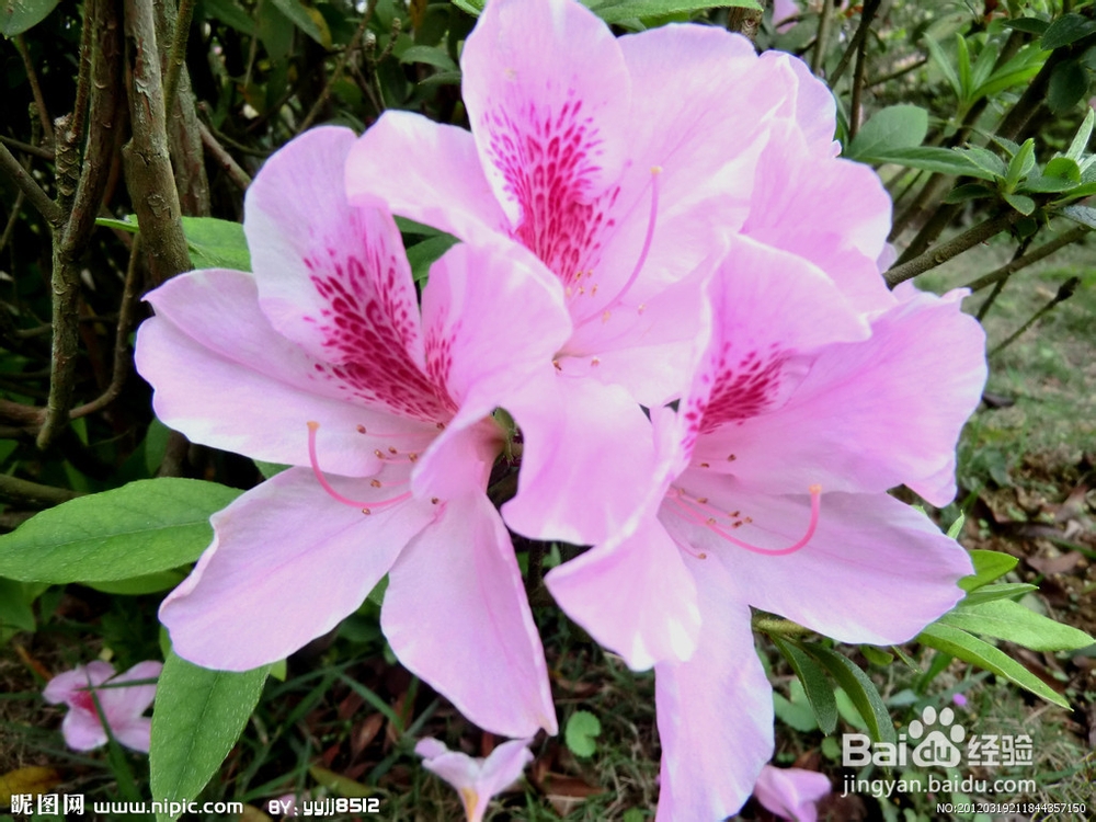 夏天用植物来驱蚊虫的小窍门