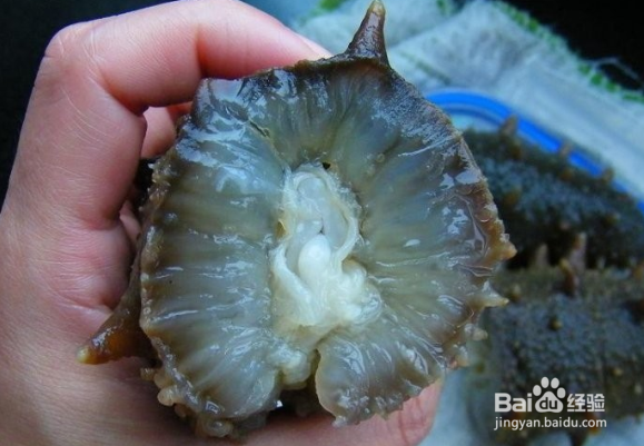 夏季一天吃多少海参合适，科学合理搭配是关键