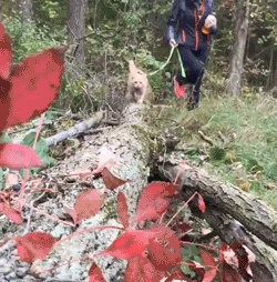 跟着宠主浪迹天涯,四海为家,成为猫生大赢家~
