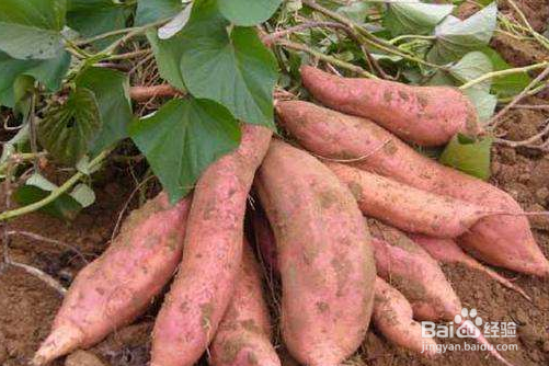 秋天吃红薯有哪些好处