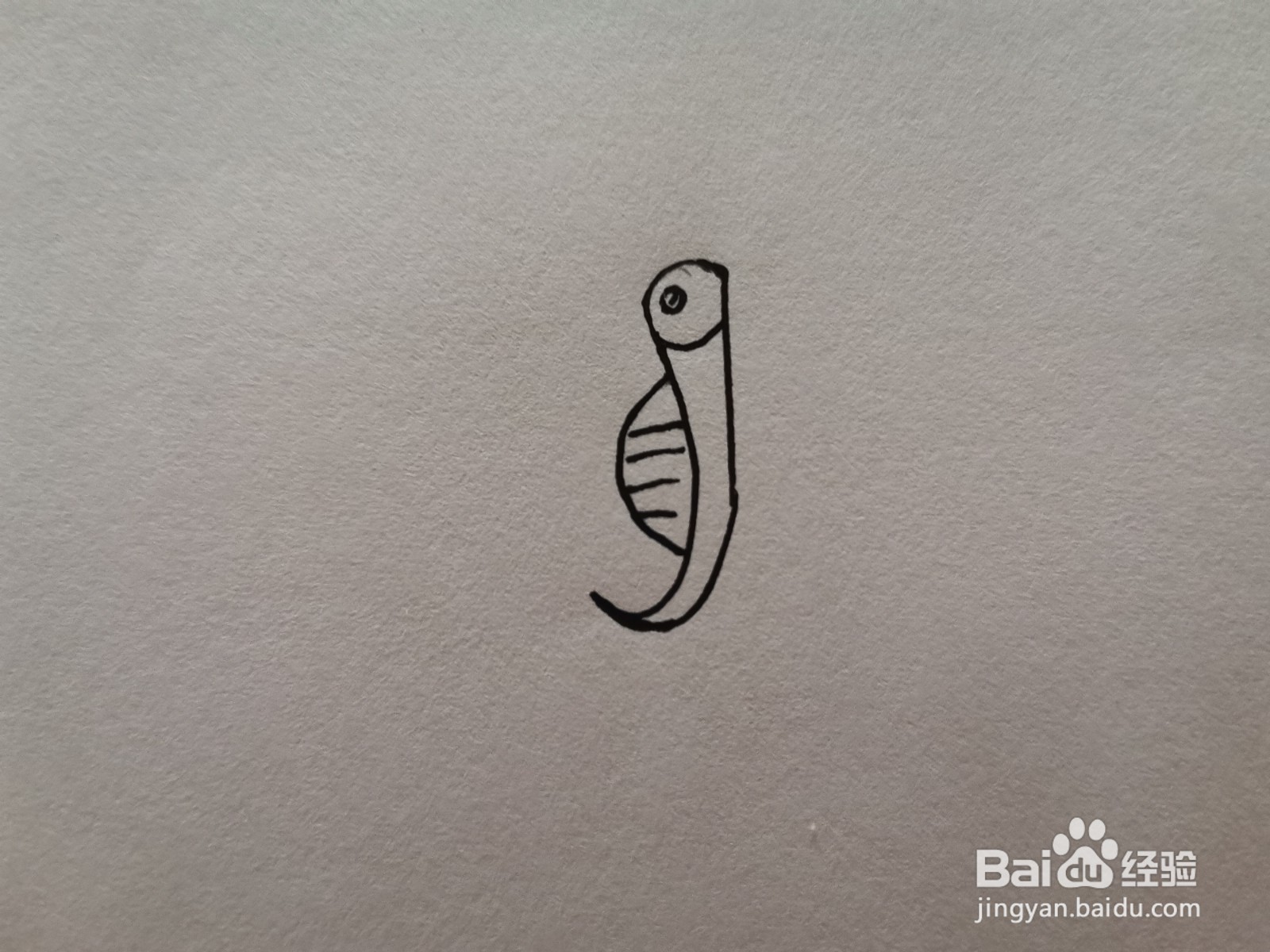 简笔画海洋动物：海马怎么画？