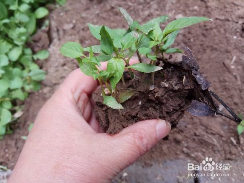 怎样移植栽种辣椒苗 百度经验