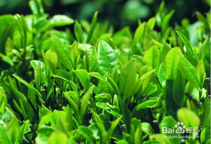夏日炎炎“来找茶”