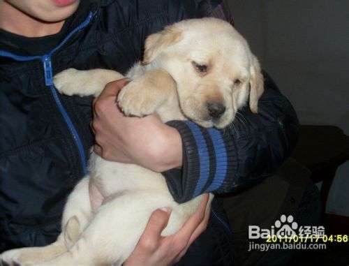 送拉布拉多犬去寄养之前如何踩点