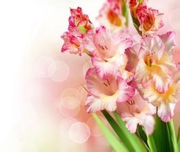 不同种类花的花语