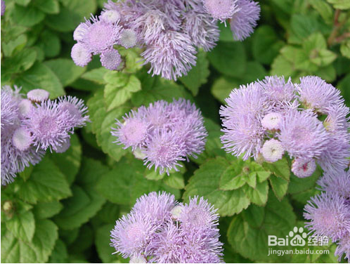 病毒性肝炎【华佗妙法】：[1]藿朴夏苓柴草汤