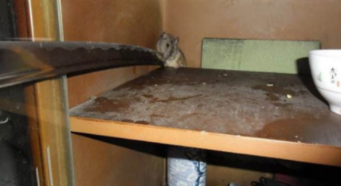 老鼠腐烂味怎么去除