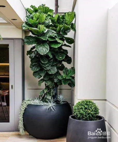 春季给植物换盆需要注意什么？