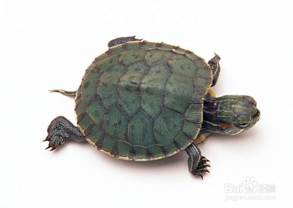 如何挑选健康的宠物龟