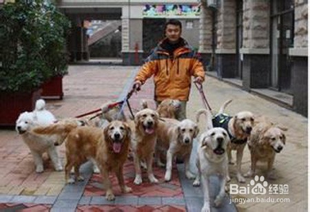 手被小狗抓破了怎么办