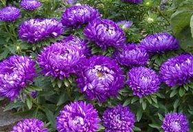 翠菊怎么养护？