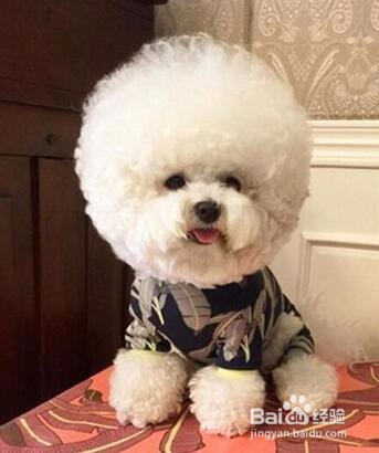 听说汪星人将统治娱乐界，新晋网红“毛球”！