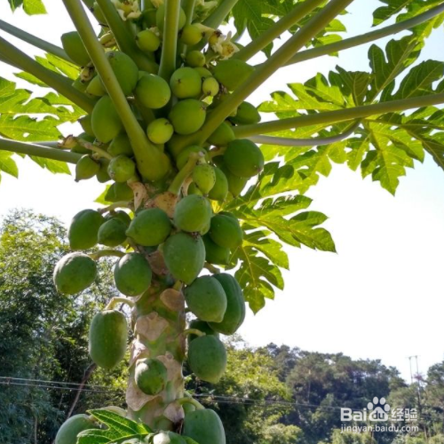 木瓜树怎么种植