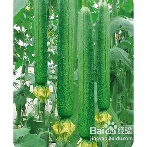 如何治疗脚气——食疗方法谈
