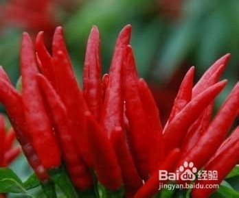 女性吃什么既营养又快速减肥瘦身