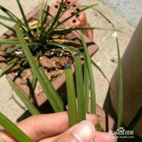 兰花的叶子尖发黑是怎么回事?