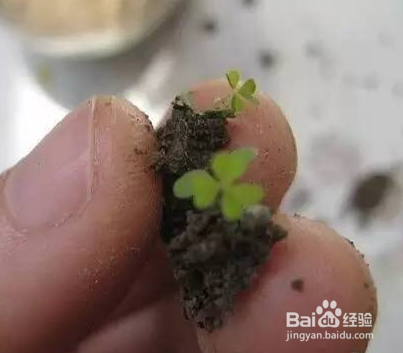 灯泡装饰（盆栽）