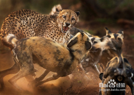 猎豹和欧亚猞猁谁厉害?为什么?