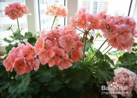 夏天来了,君子兰文竹富贵竹等10种花卉暴晒必死!