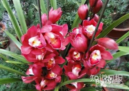 100种兰花品种图鉴，花开瞬间，艳冠群芳！