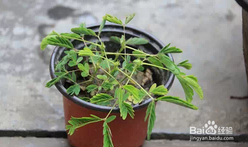 几种常见的家庭不宜存放的花卉