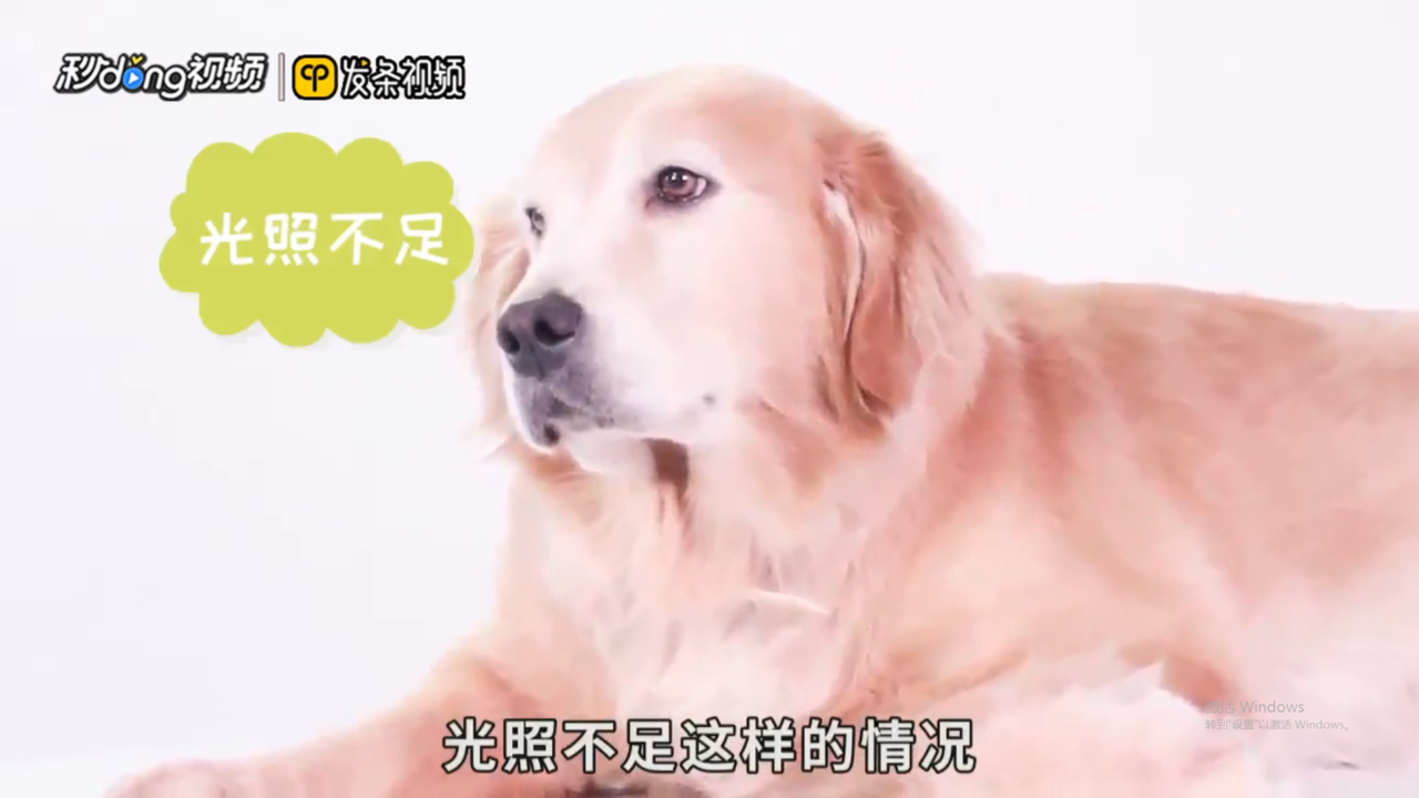 狗狗鼻子褪色是怎么回事