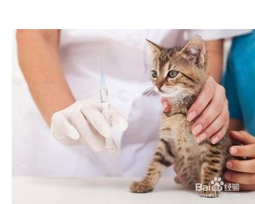 养猫需要注意什么