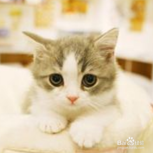 在照顾猫咪的时候需要注意哪些？