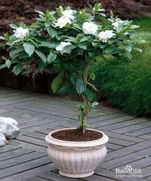 教你室内植物摆放技巧,以及养殖植物技巧