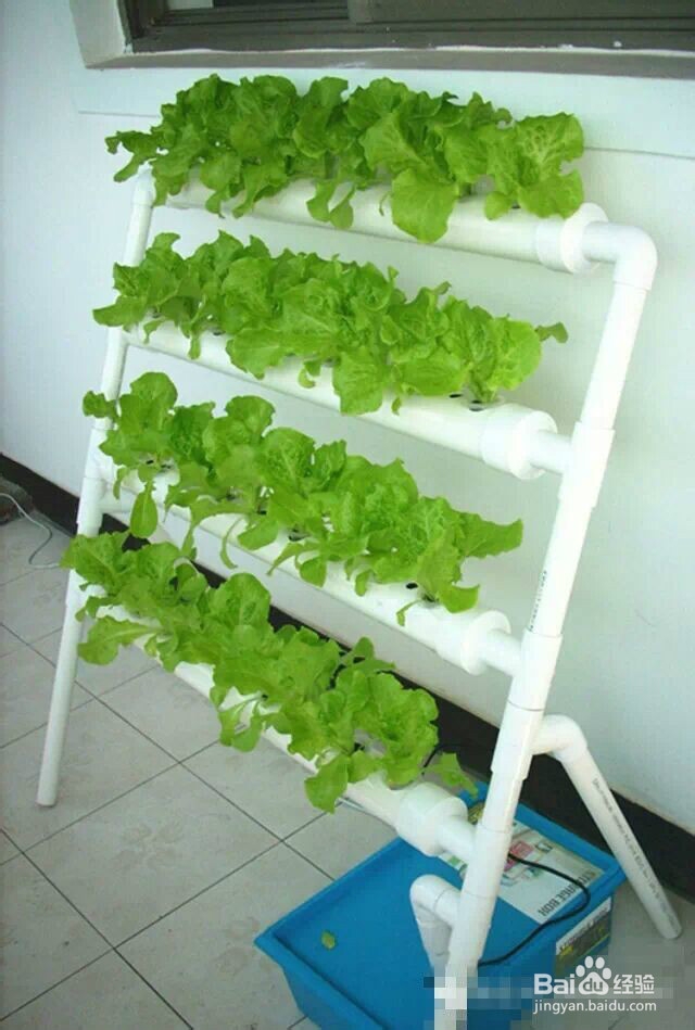 阳台就能种出有机蔬菜咯