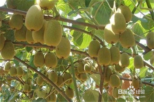 现在发展种植应该怎么选择项目？