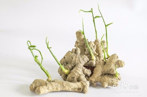 盆栽芰生姜的管理方法