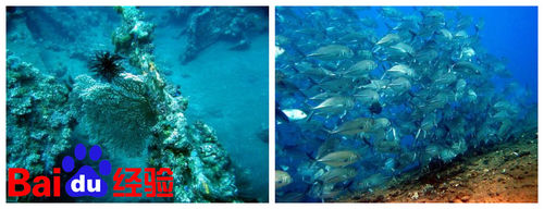 马尔代夫-天堂岛(Paradise)旅游策划