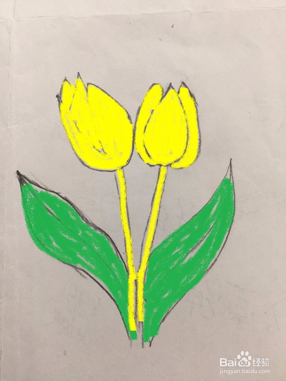 简笔画郁金香的画法