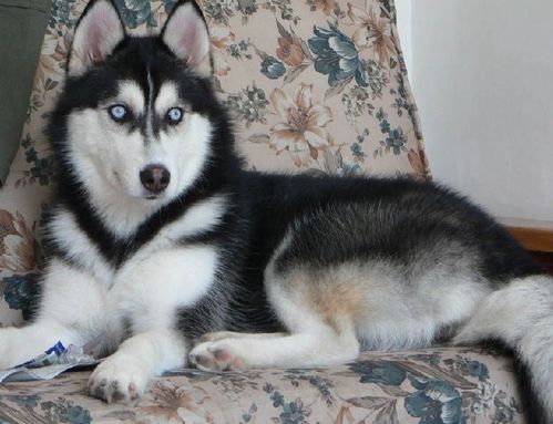 老年期哈士奇长寿的秘诀