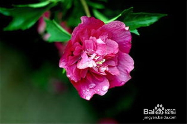 木芙蓉应该怎么养