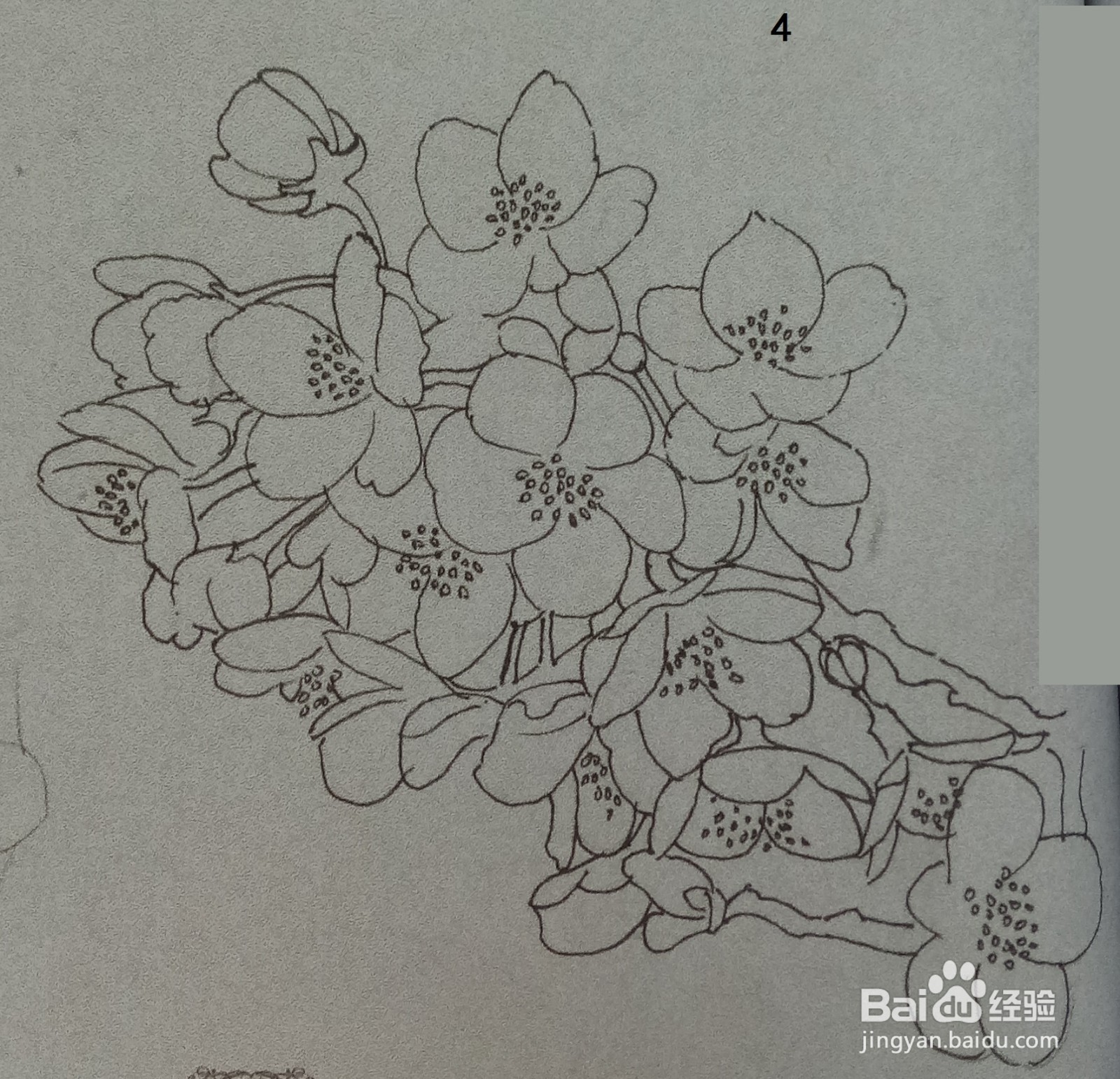 用钢笔绘制一簇桃花的画法