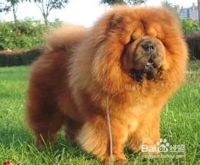 松狮缺钙怎么办?松狮什么时候需要补钙?