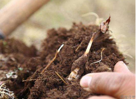 关于冬虫夏草服用的五个误区