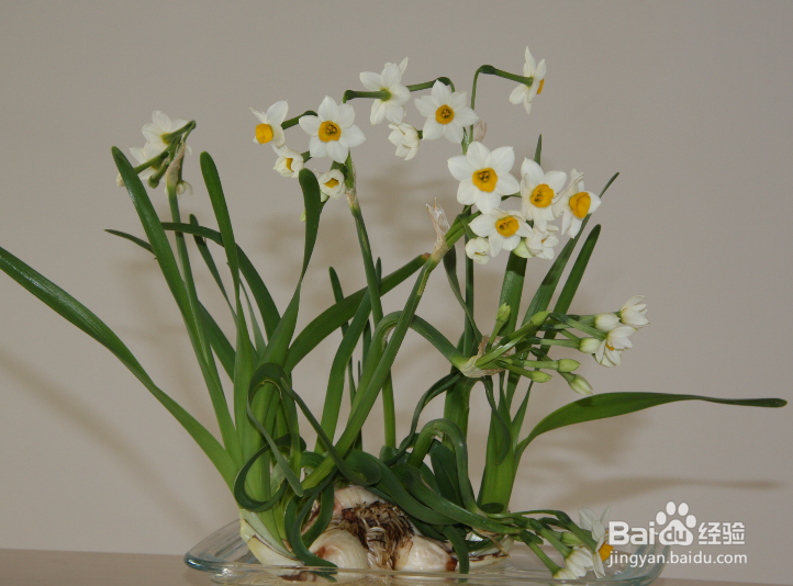 哪些盆栽植物是冬季开花的?