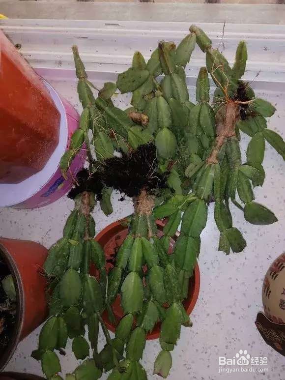 选盆很关键,4种花用小盆“挤着养”,才长得旺